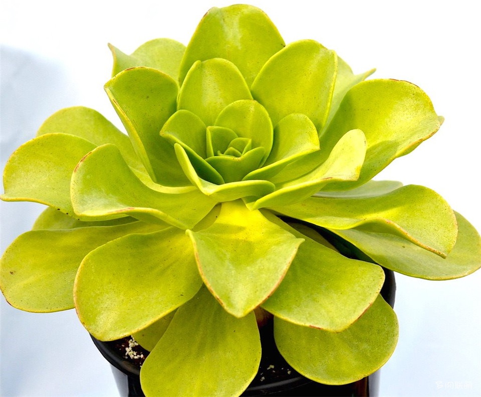 Aeonium nobile