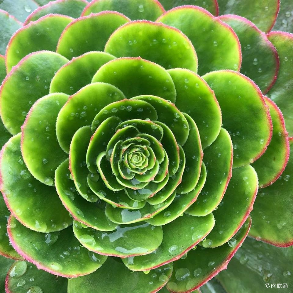 Aeonium ‘Ice Warrior’