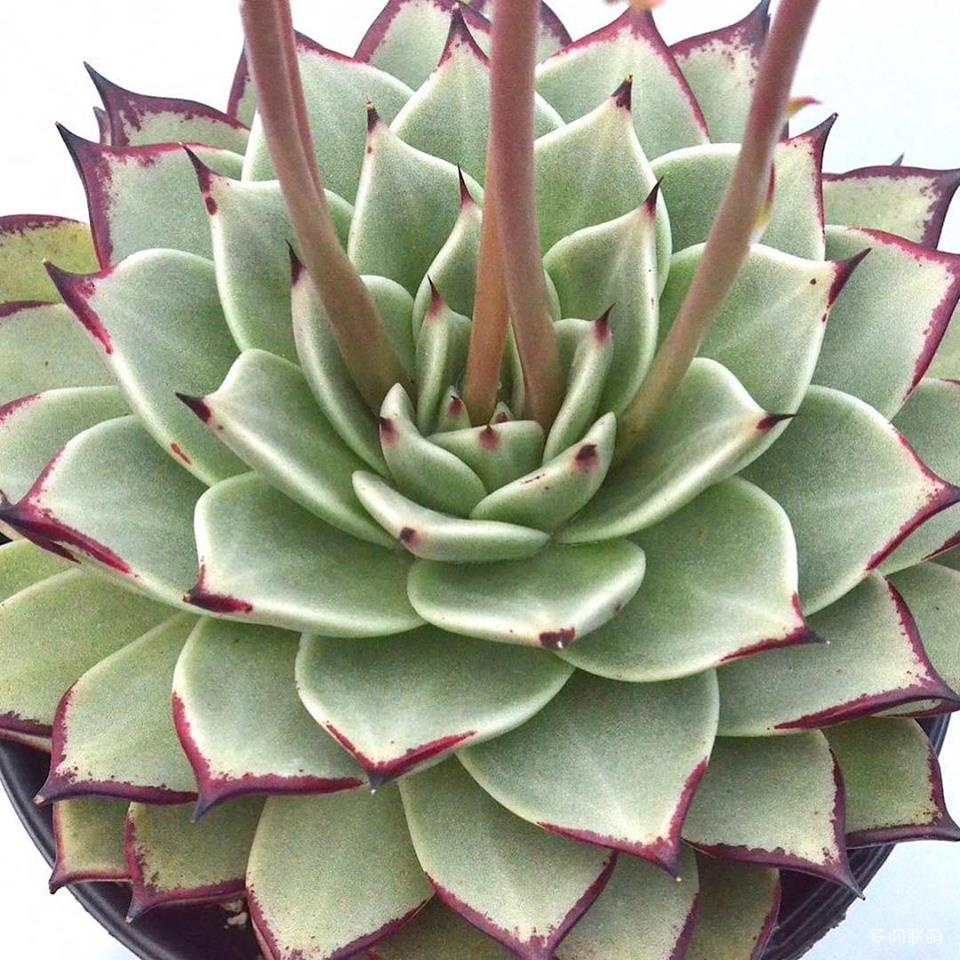 Echeveria agavoides ‘Destiny’