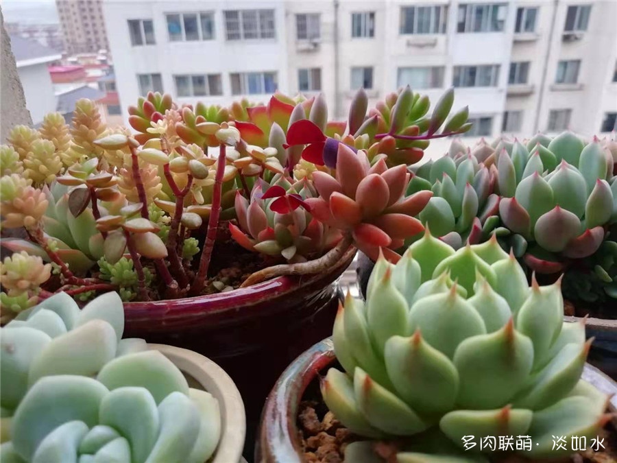 东北，秋天的多肉