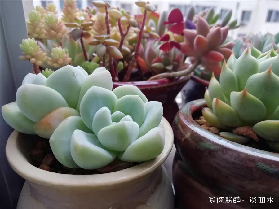 东北，秋天的多肉