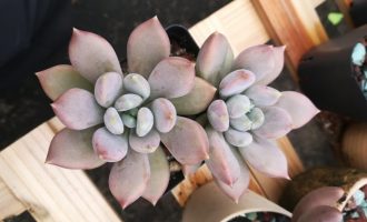 在每天都下开水的地狱区坚持露养是种什么体验?