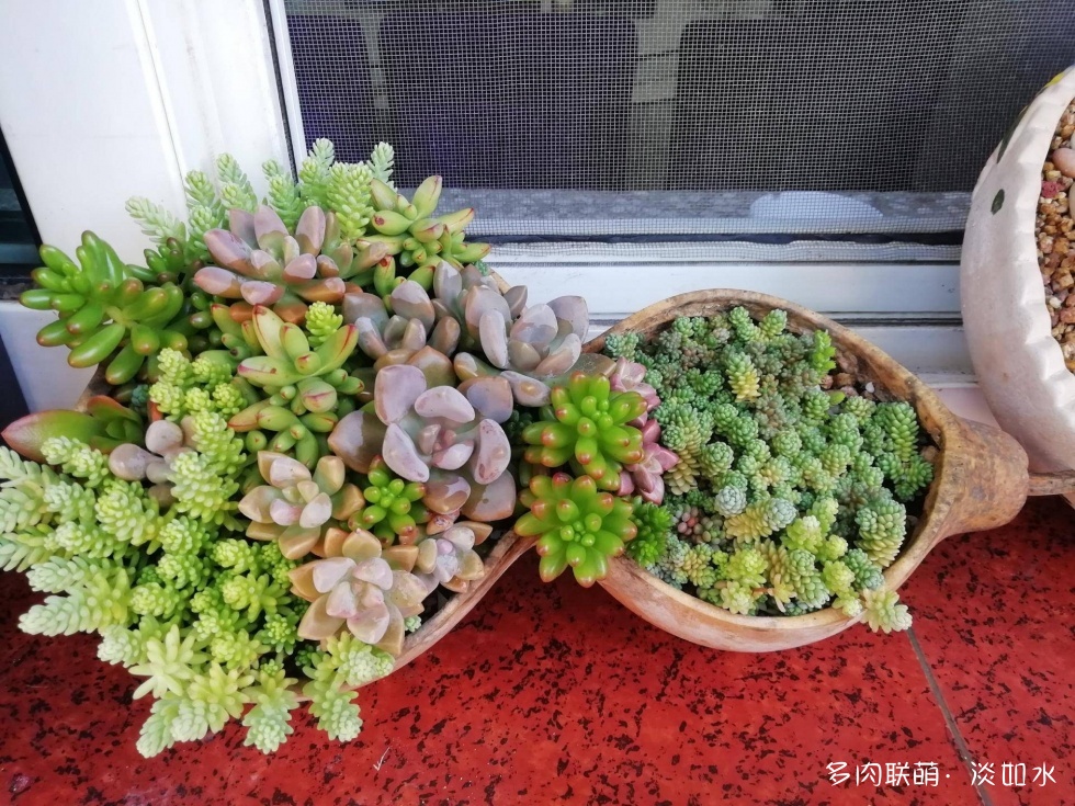 东北，秋天的多肉