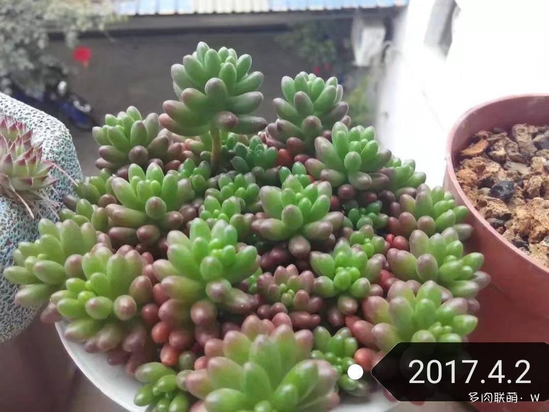 虹之玉叶插记录
