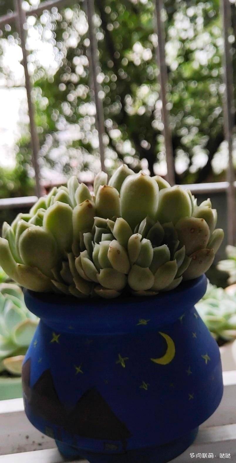 重庆，多肉春夏的变化