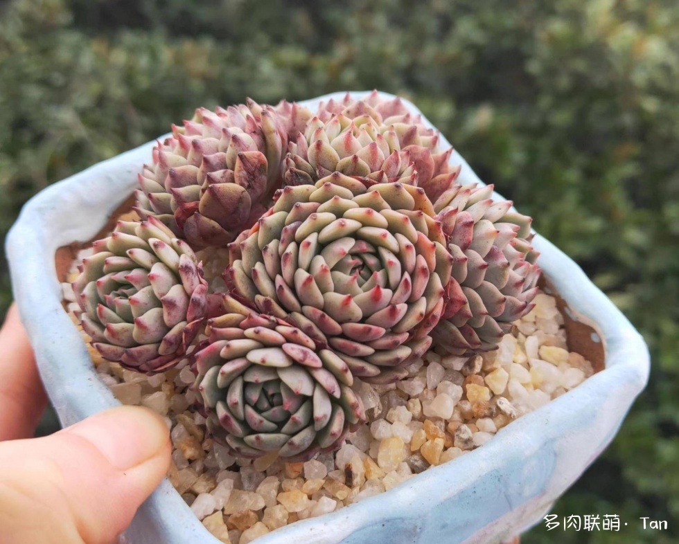 浙江湖州，冬天和夏天的多肉对比照