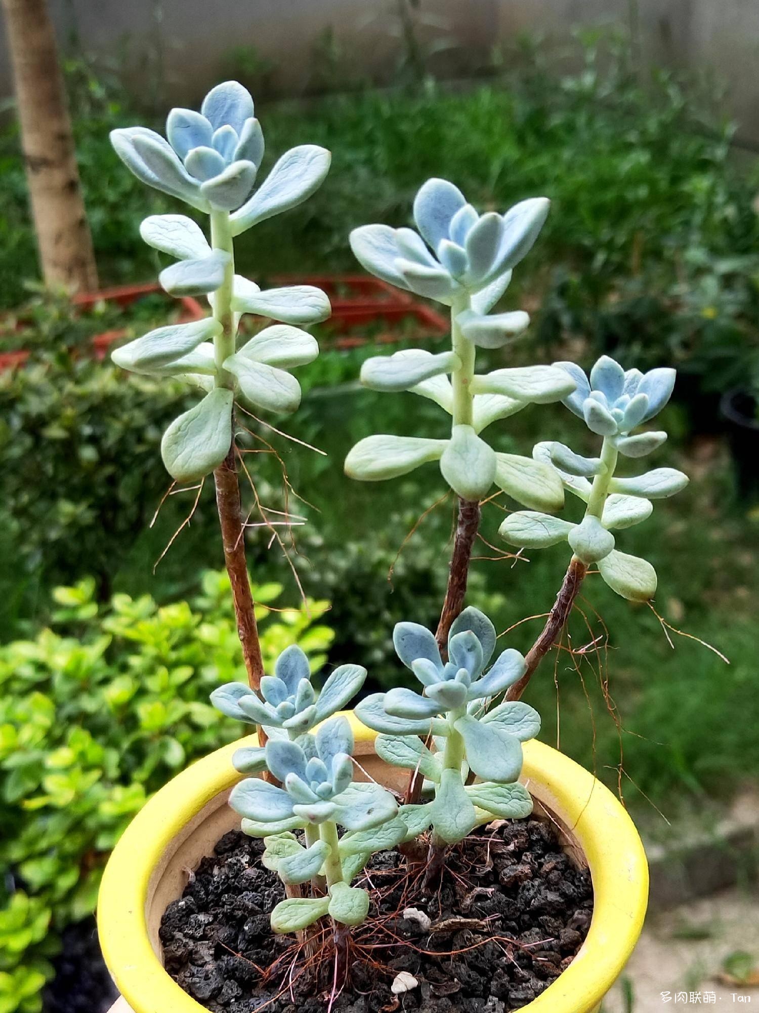 浙江湖州，冬天和夏天的多肉对比照