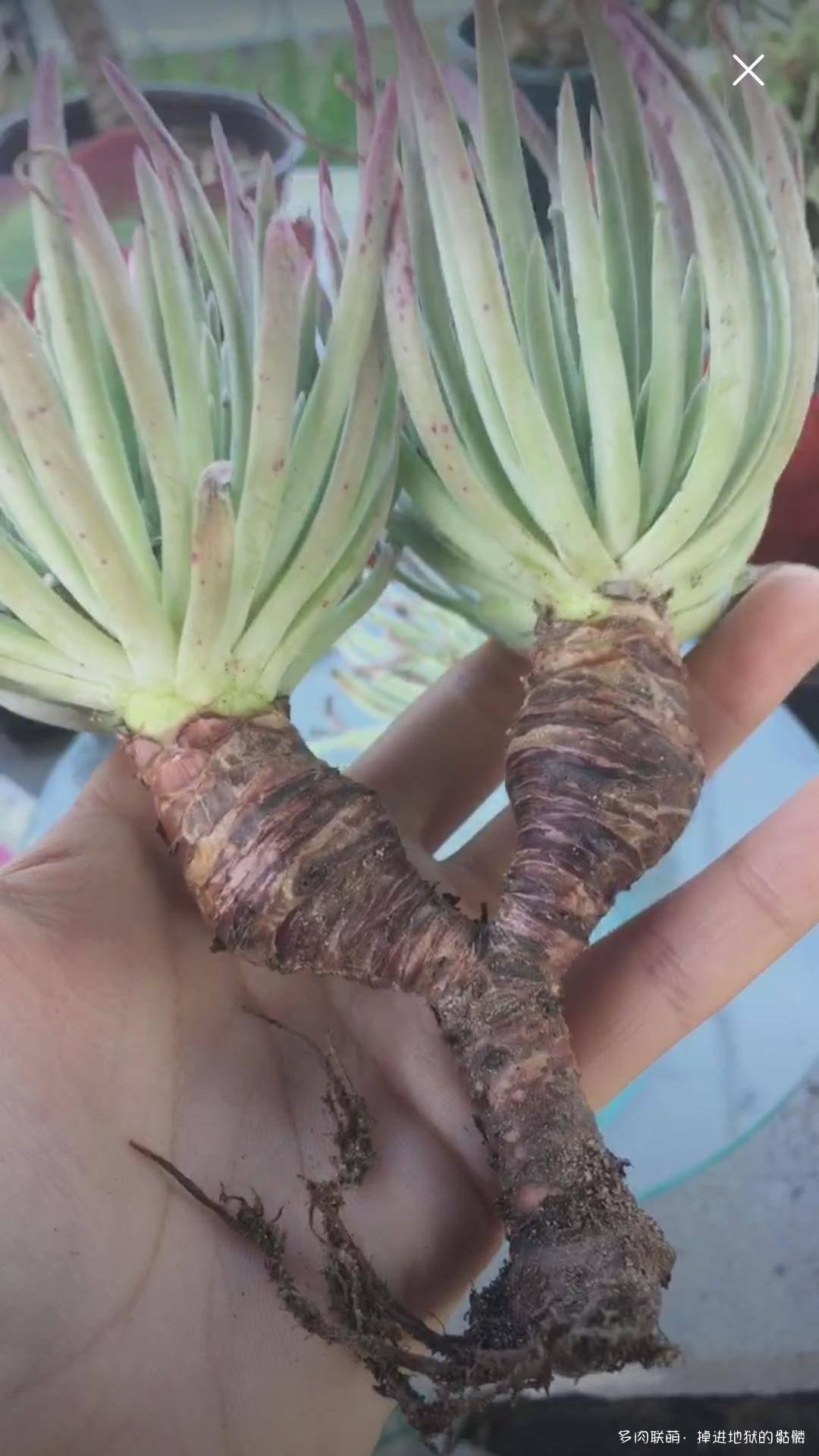 夏天后想买的多肉