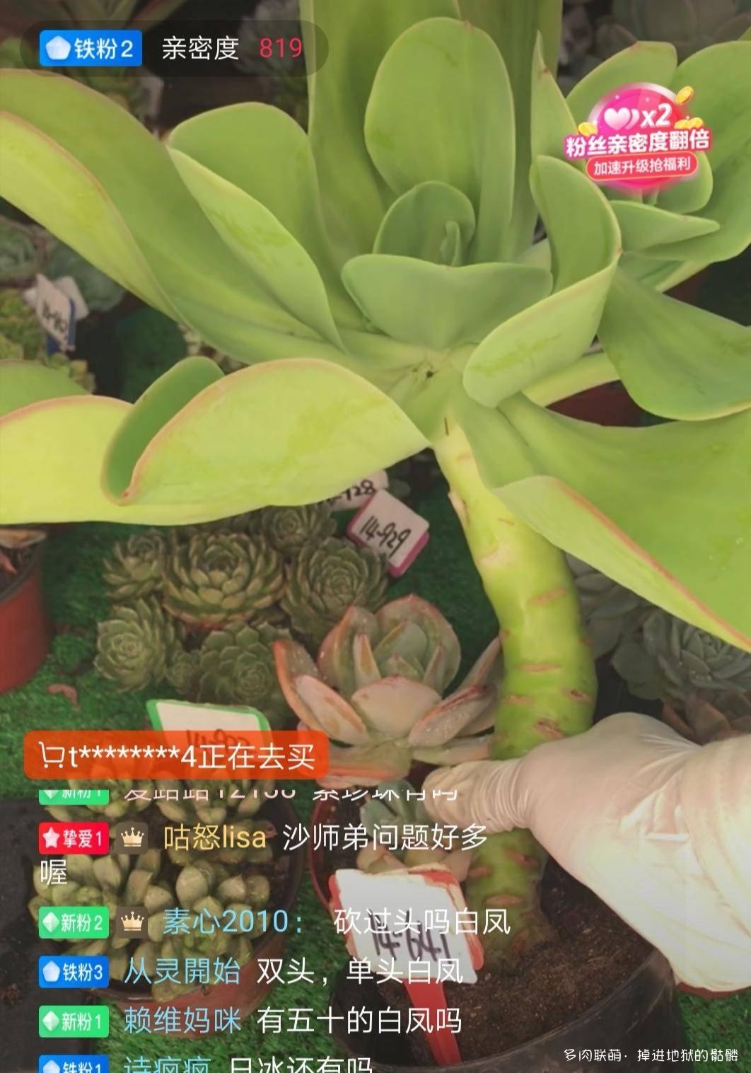 夏天后想买的多肉