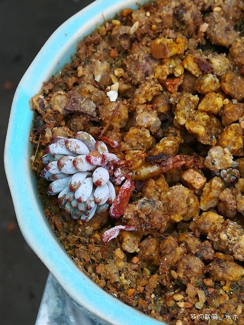 脾性不尽相同的多肉