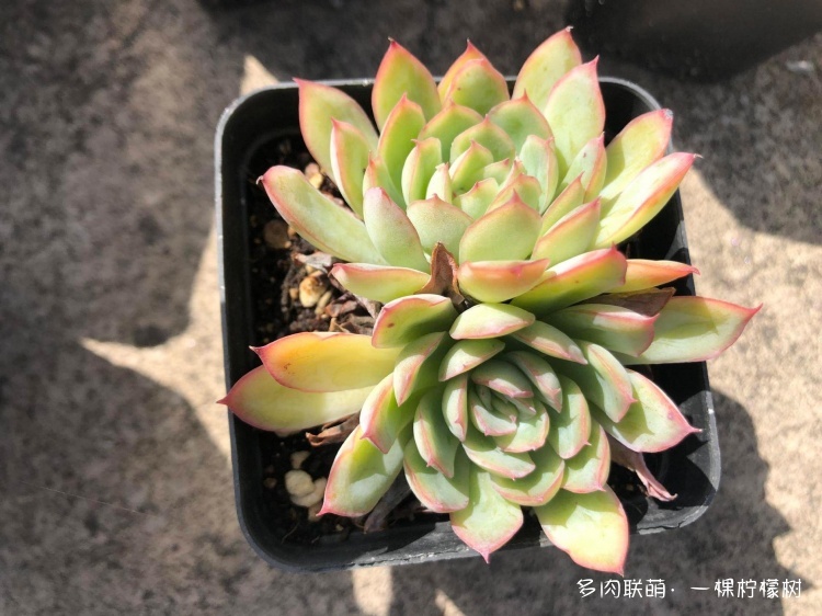 浙江（包邮区）秋天的多肉
