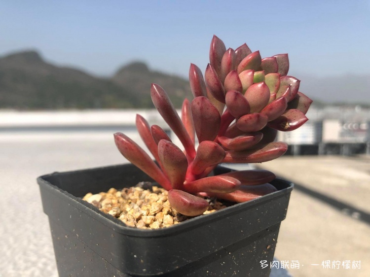 浙江（包邮区）秋天的多肉