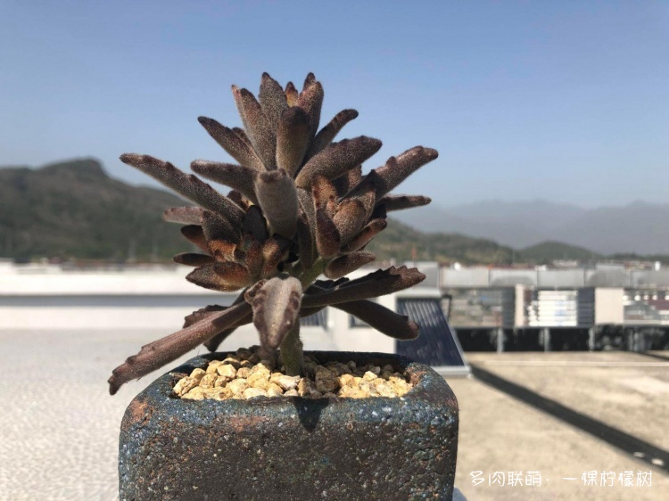 浙江（包邮区）秋天的多肉