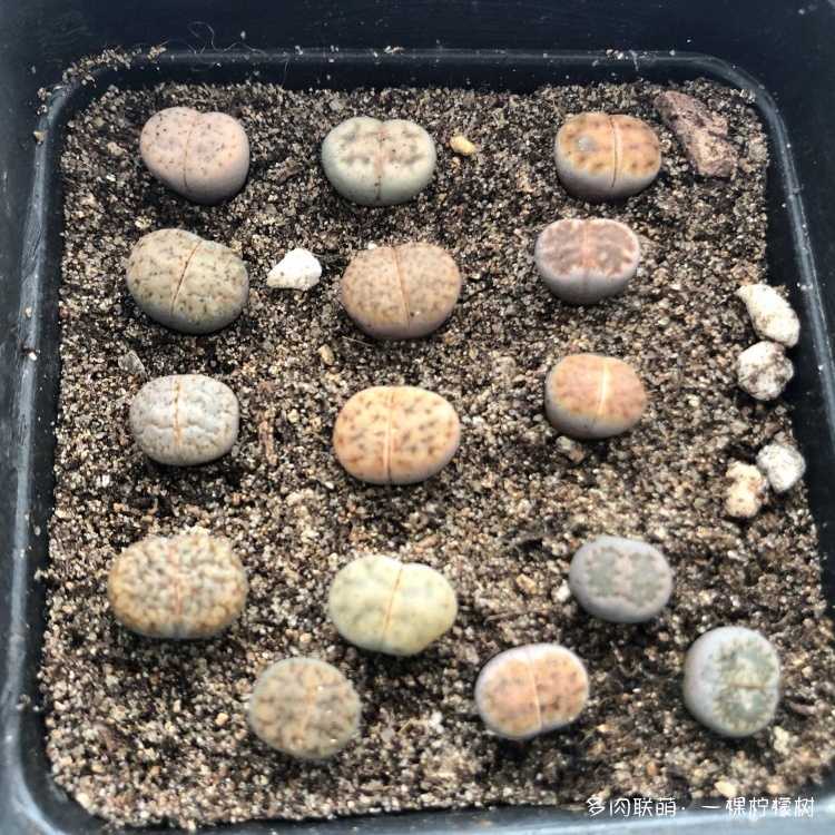 浙江（包邮区）秋天的多肉