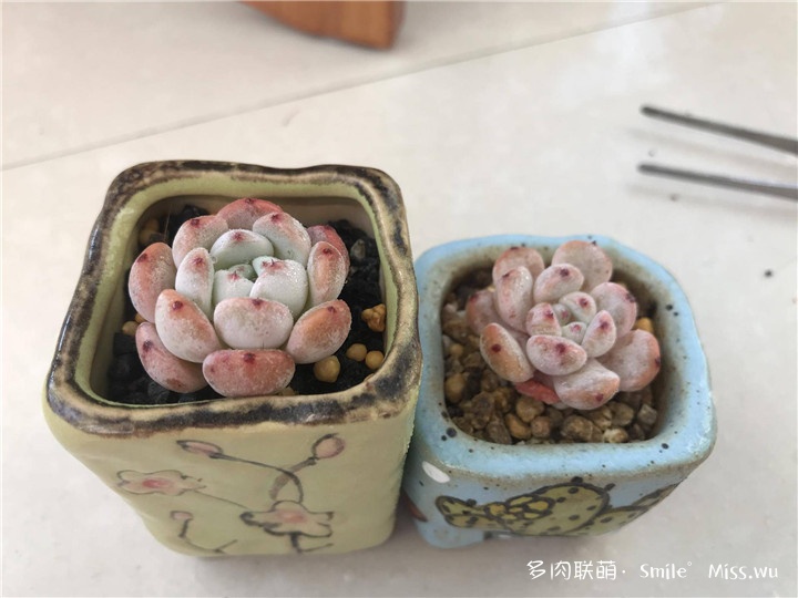 东北秋季的多肉