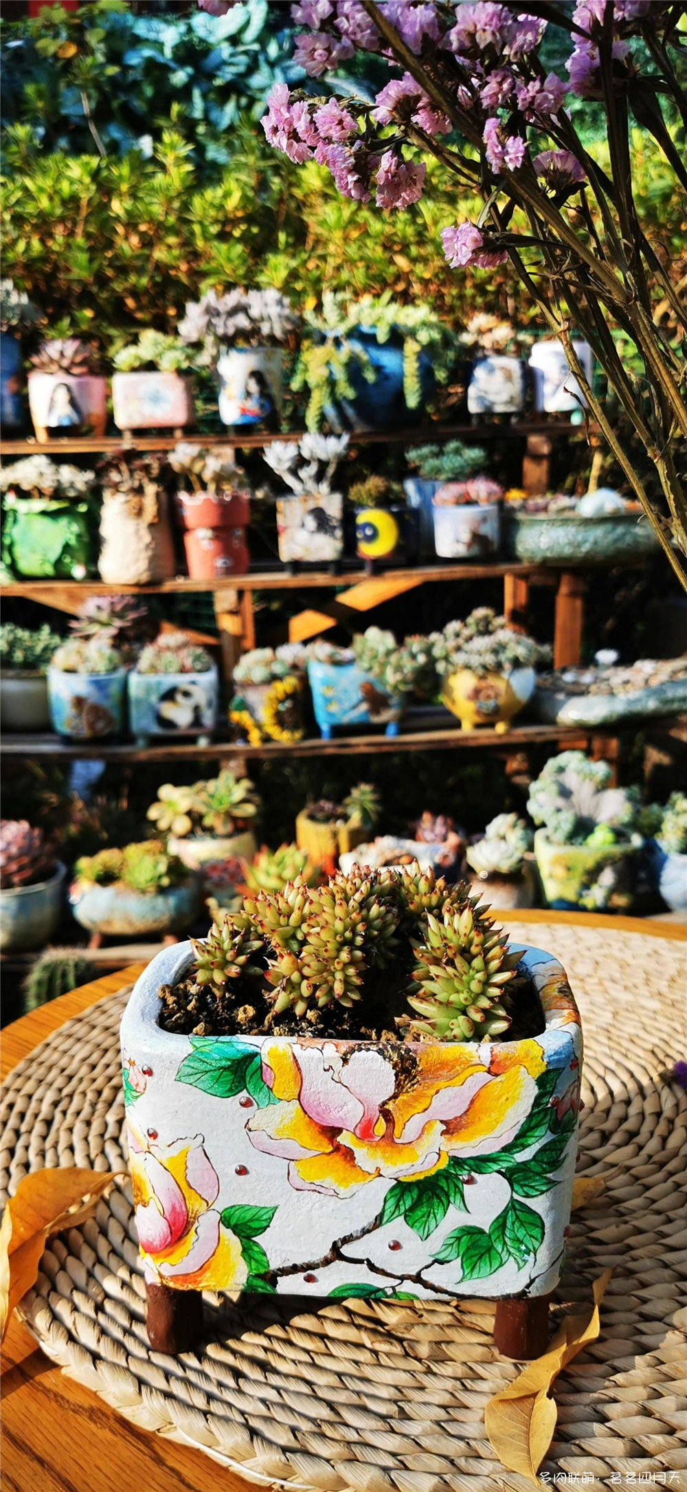 包邮区，美丽的多肉