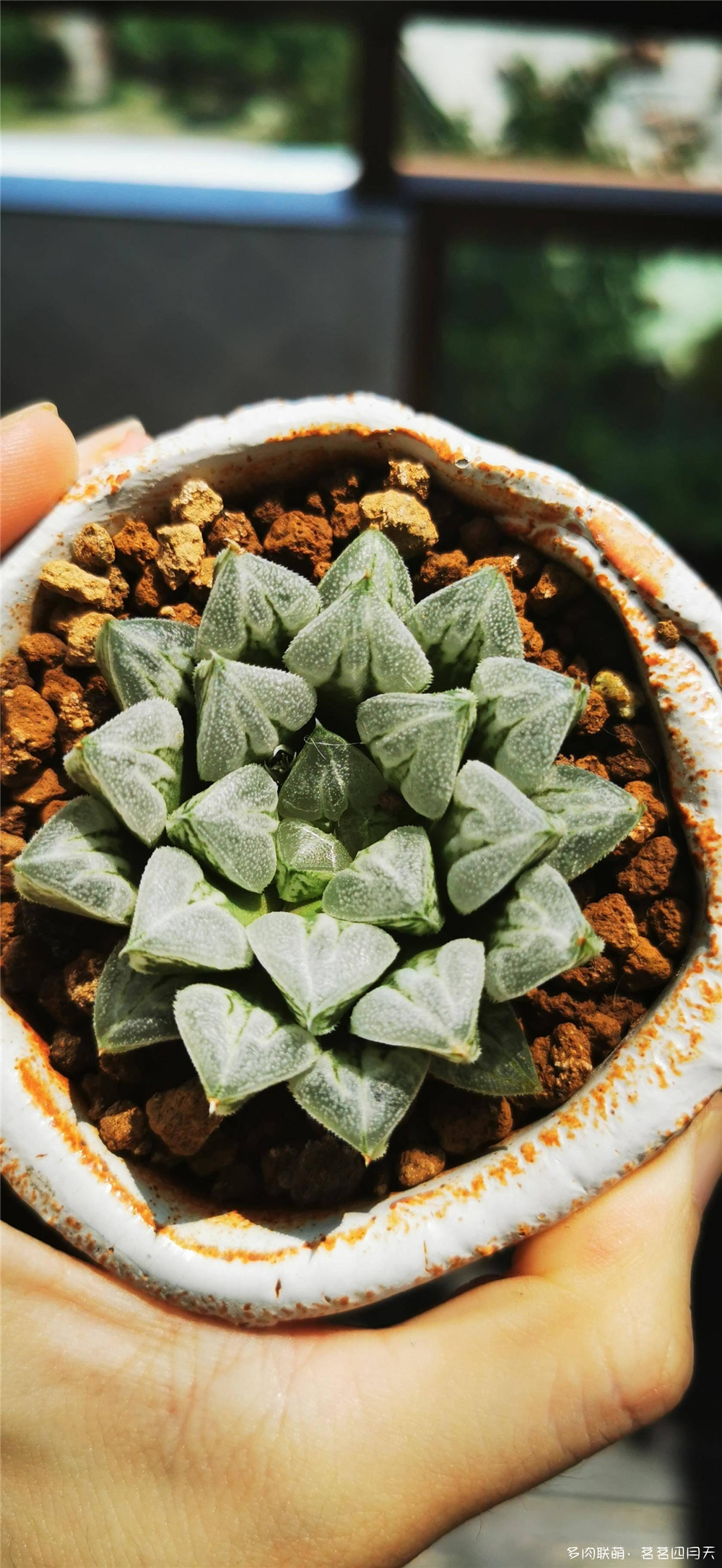 包邮区，美丽的多肉