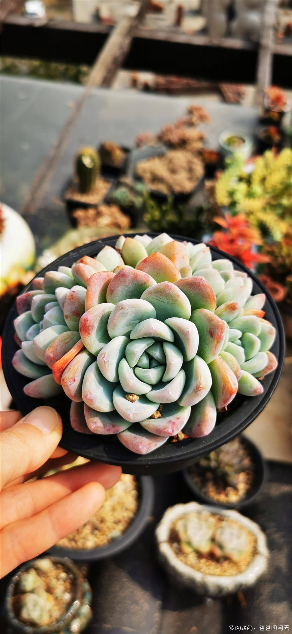 包邮区，美丽的多肉