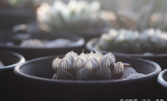 不同角度拍玉露