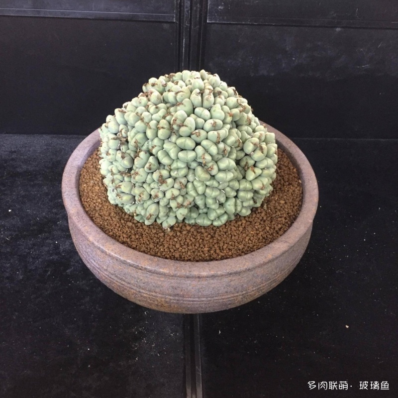 2019上海多肉展，展出的多肉