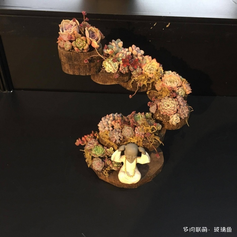 2019上海多肉展，展出的多肉