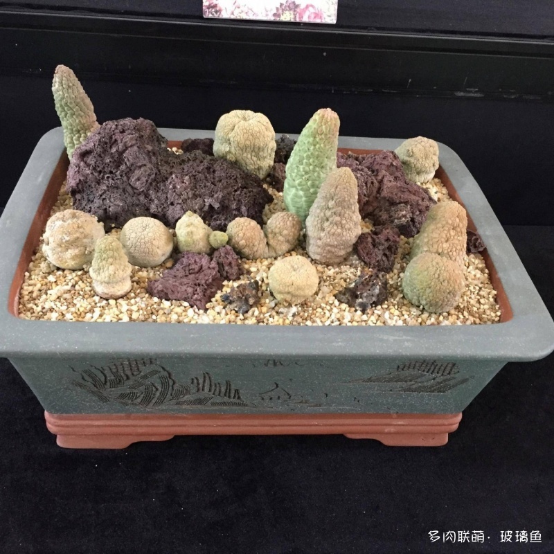 2019上海多肉展，展出的多肉