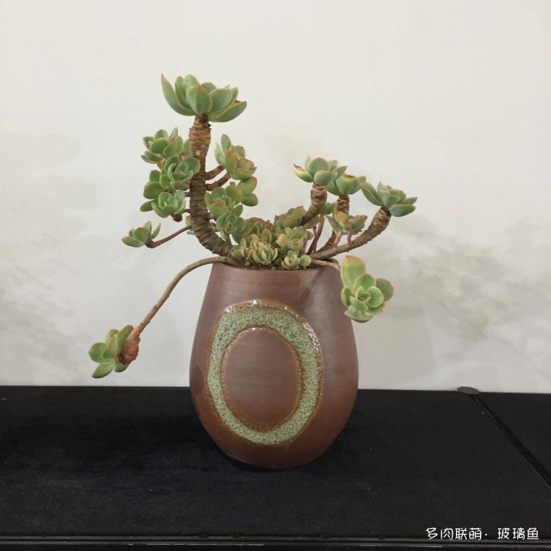 2019上海多肉展，展出的多肉