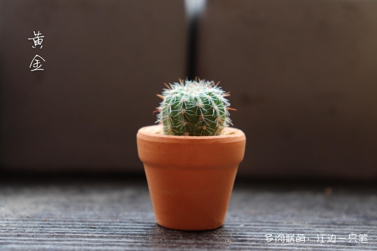 萌萌的仙人掌