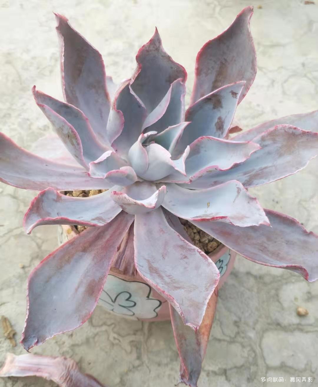 双十一，买的一堆多肉
