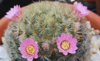 2019，那些开过花的球