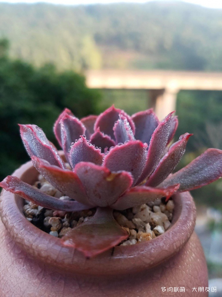 露水下的多肉