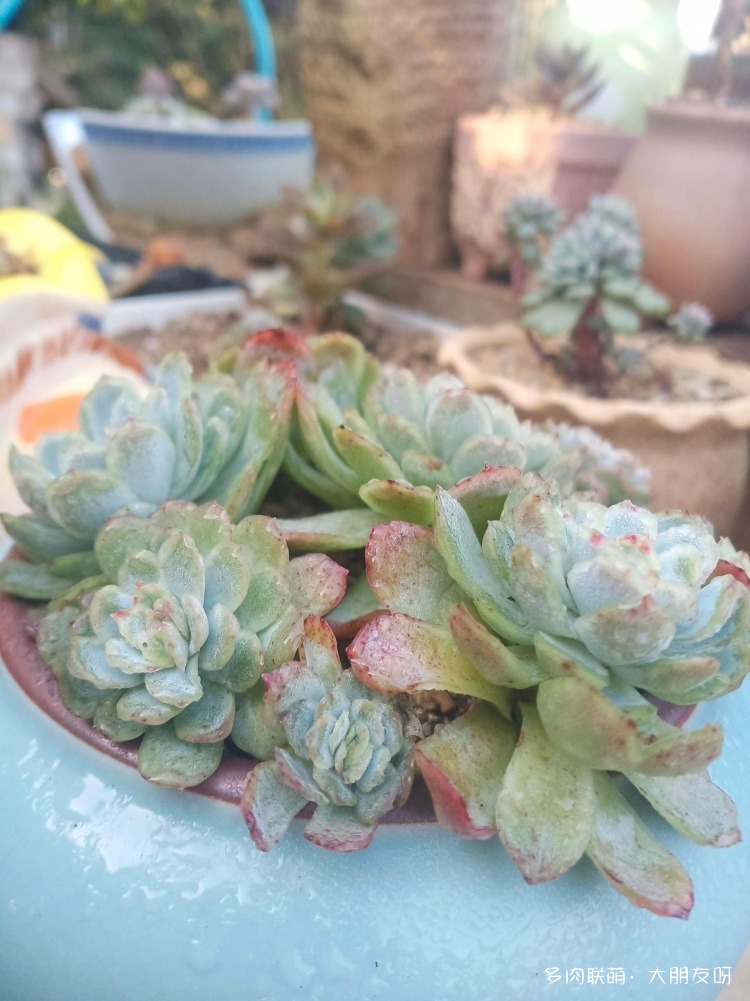 露水下的多肉