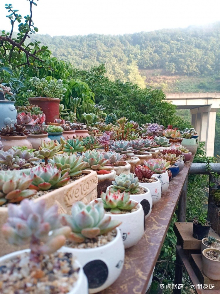 露水下的多肉