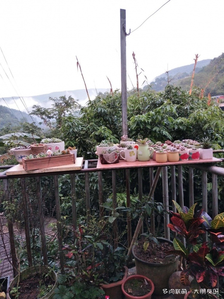 露水下的多肉