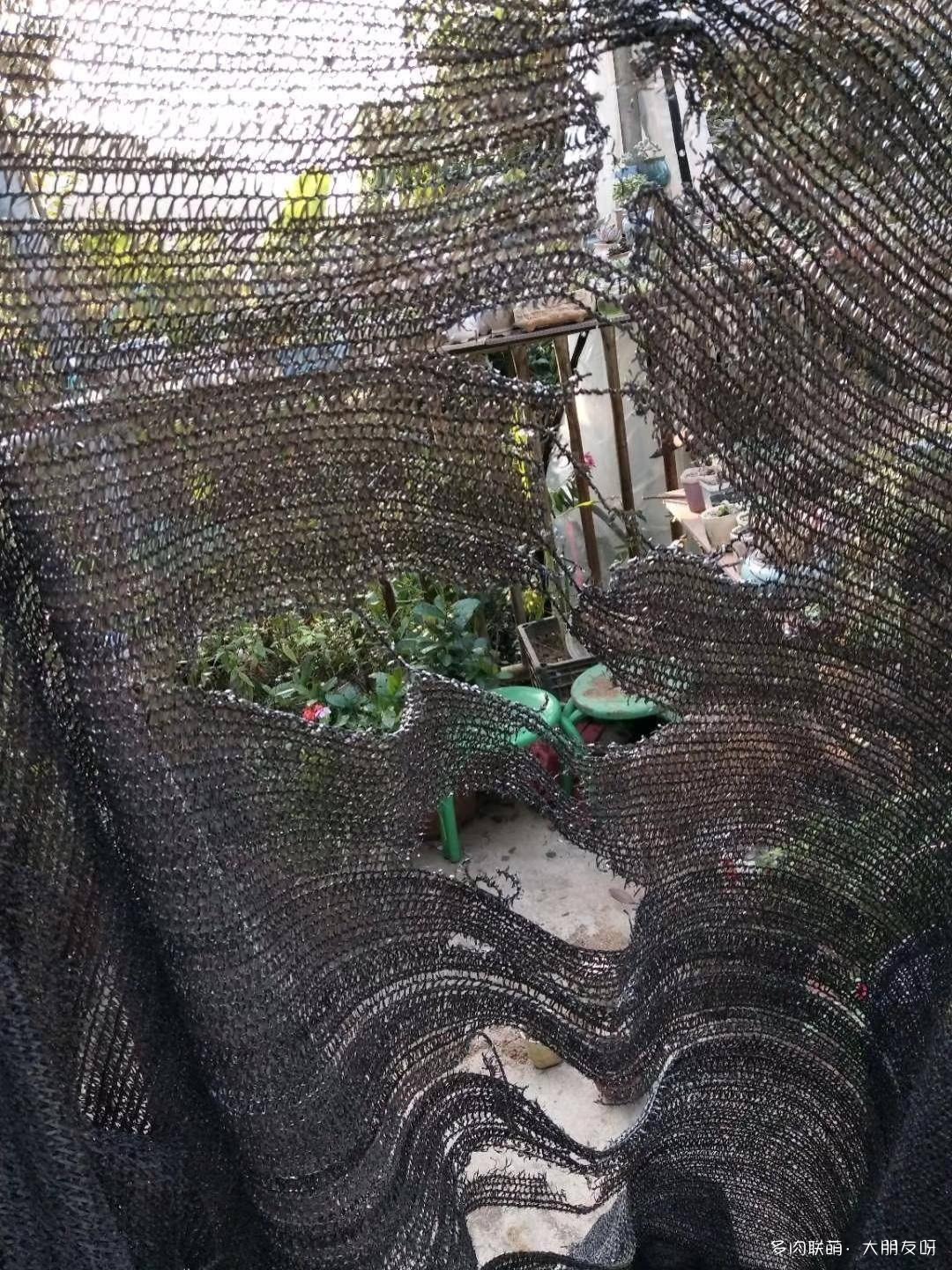 露水下的多肉