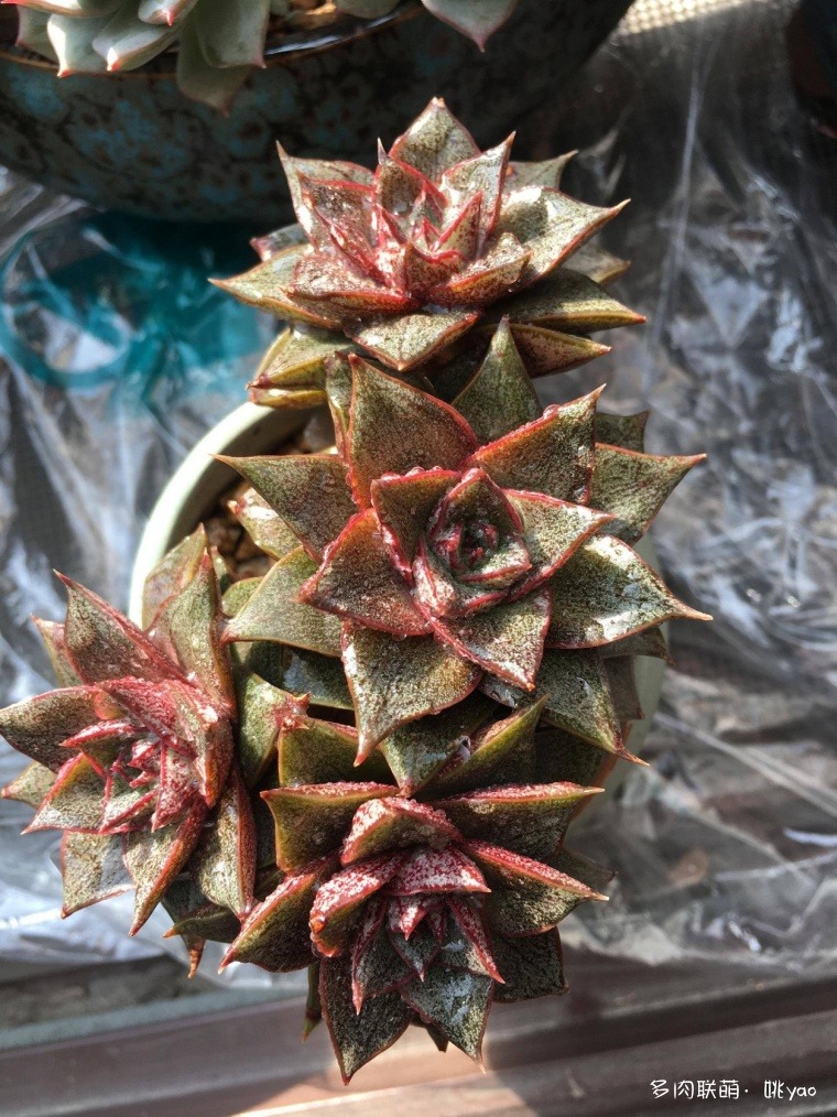 江苏泰州冬天的多肉