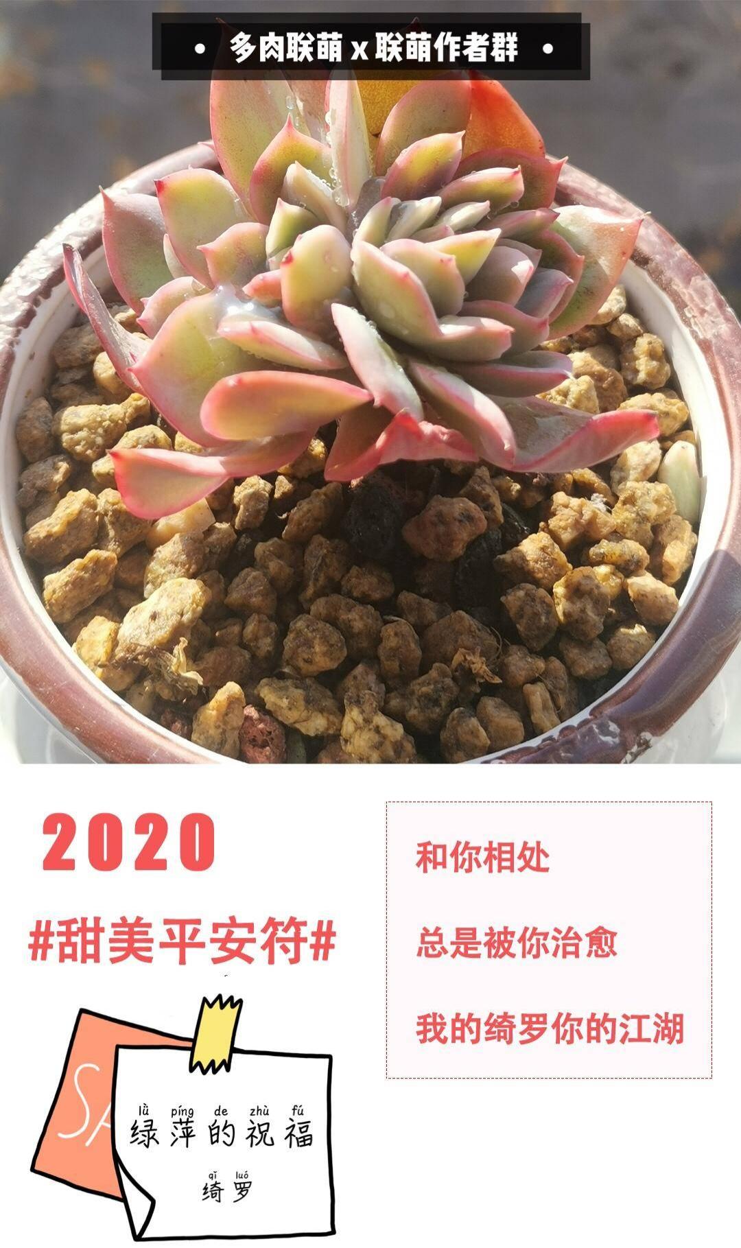 多肉联萌，新年的祝福