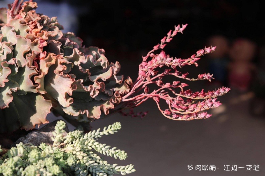 深圳荷兰花卉小镇里的多肉