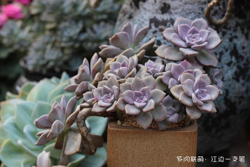 深圳荷兰花卉小镇里的多肉