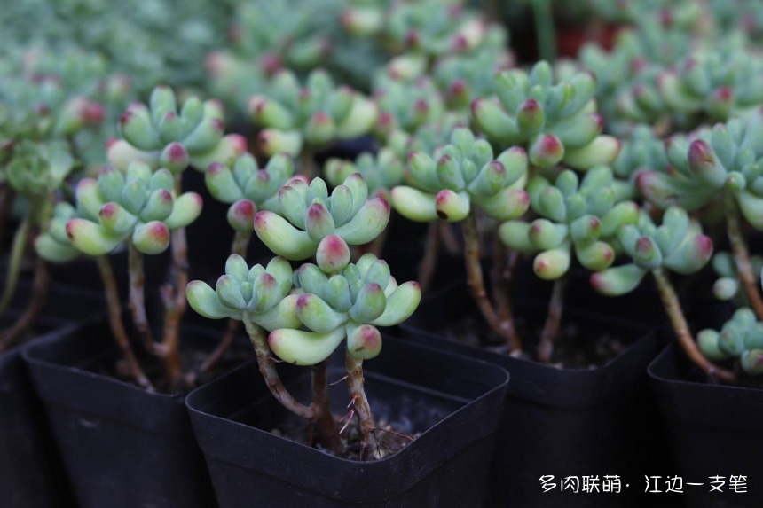 深圳荷兰花卉小镇里的多肉