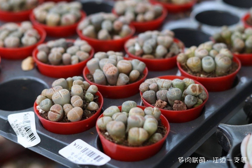 深圳荷兰花卉小镇里的多肉