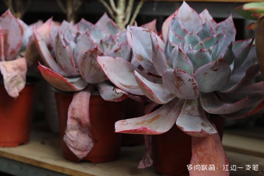 深圳荷兰花卉小镇里的多肉