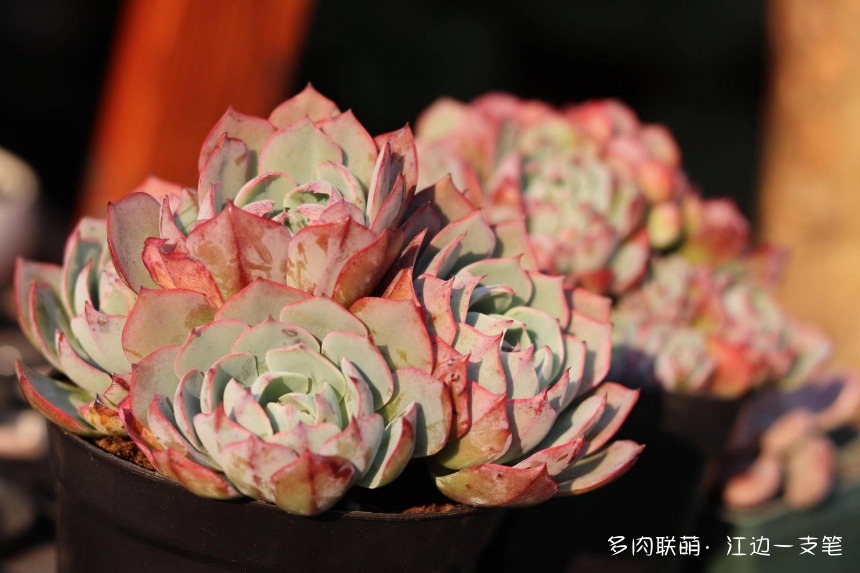 深圳荷兰花卉小镇里的多肉