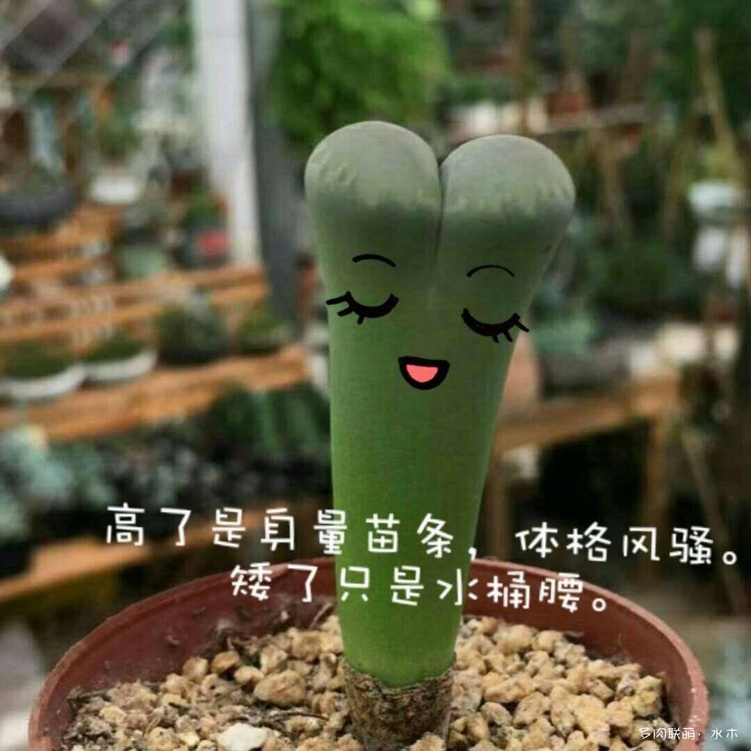 给徒长的生石花扒皮