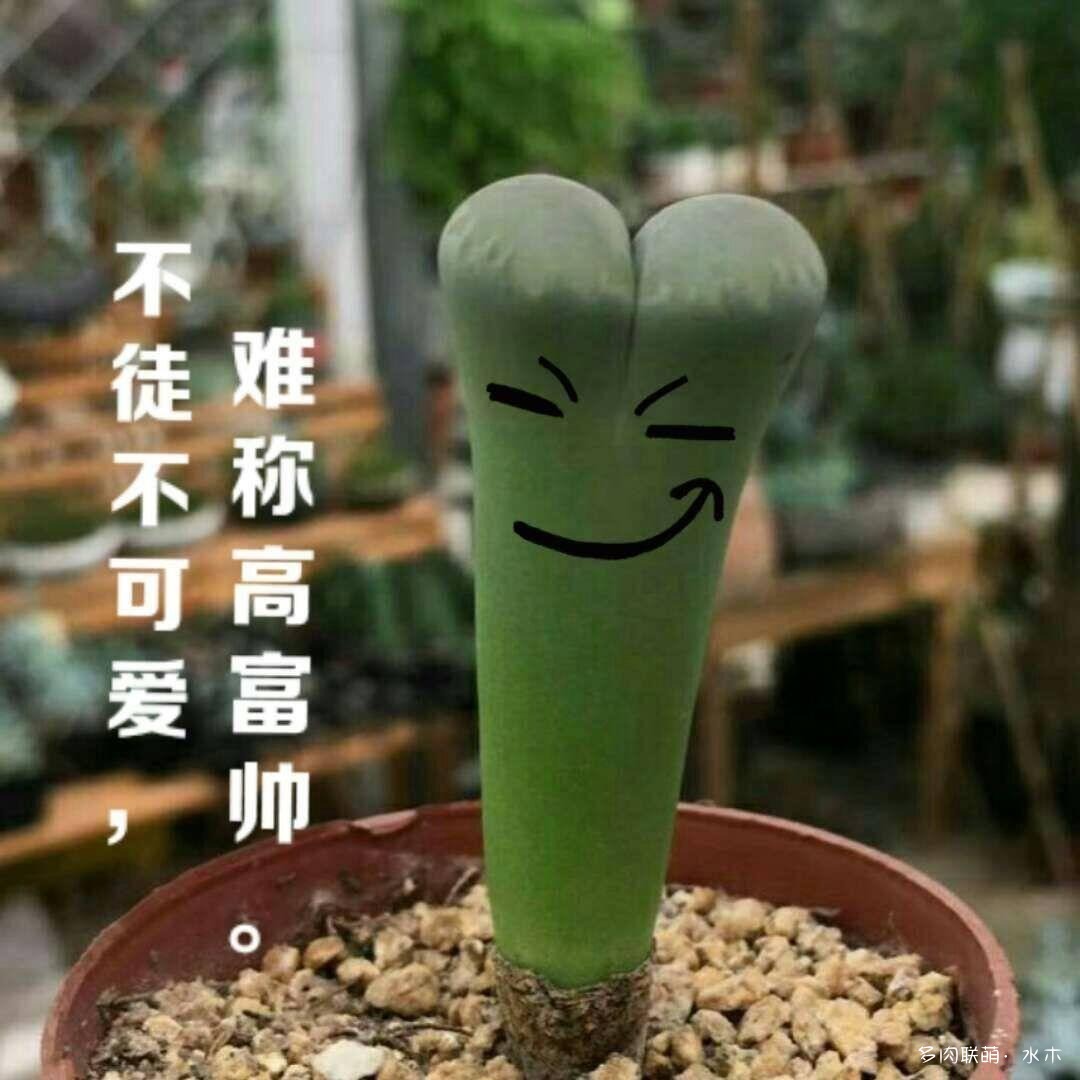 给徒长的生石花扒皮