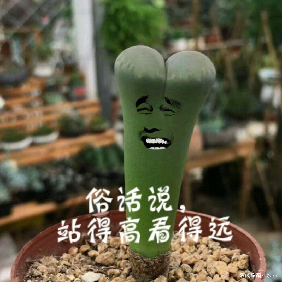 给徒长的生石花扒皮