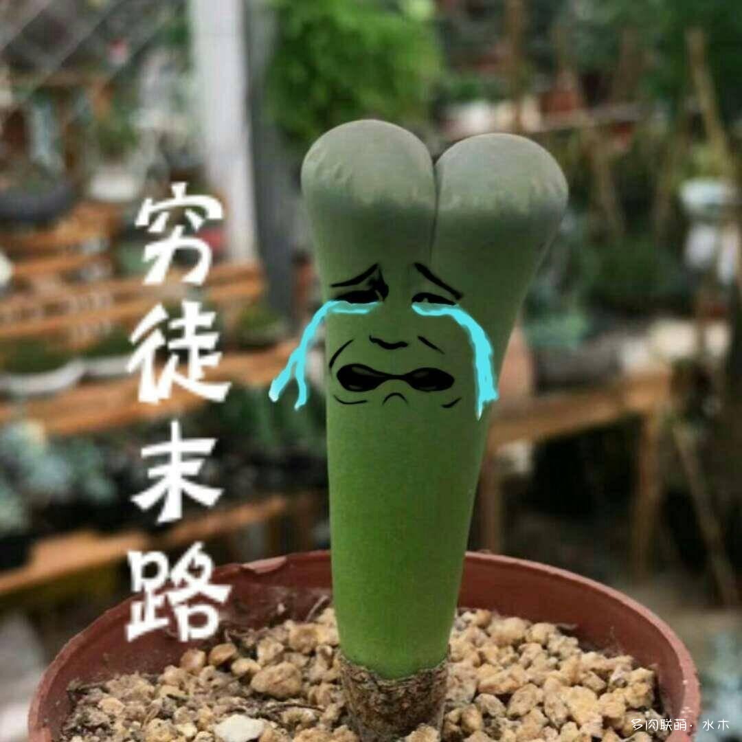 给徒长的生石花扒皮