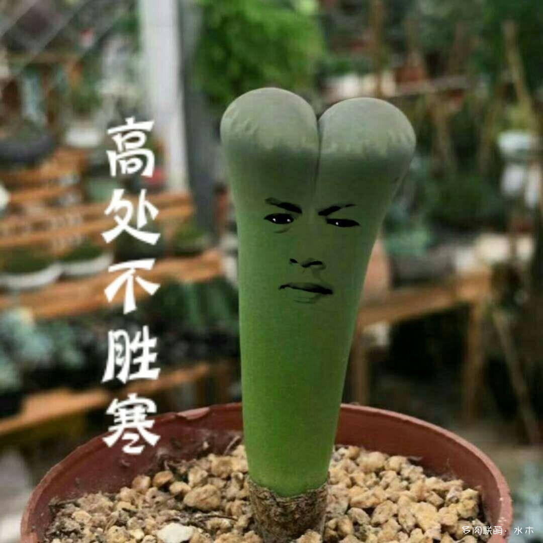 给徒长的生石花扒皮