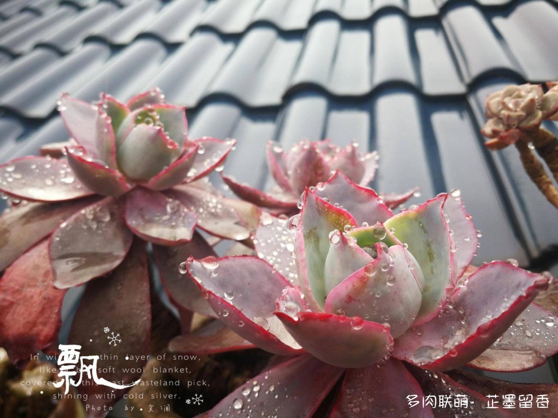 福建宁德冬天露养的多肉