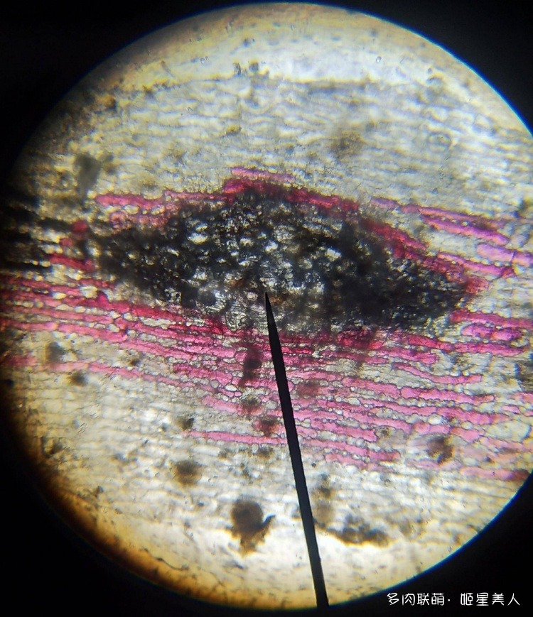 显微镜下的多肉切片